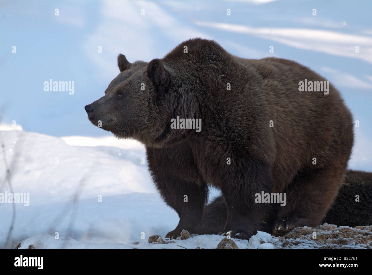 Europäischer Braunbär (Ursus Arctos) auf Schnee Stockfoto