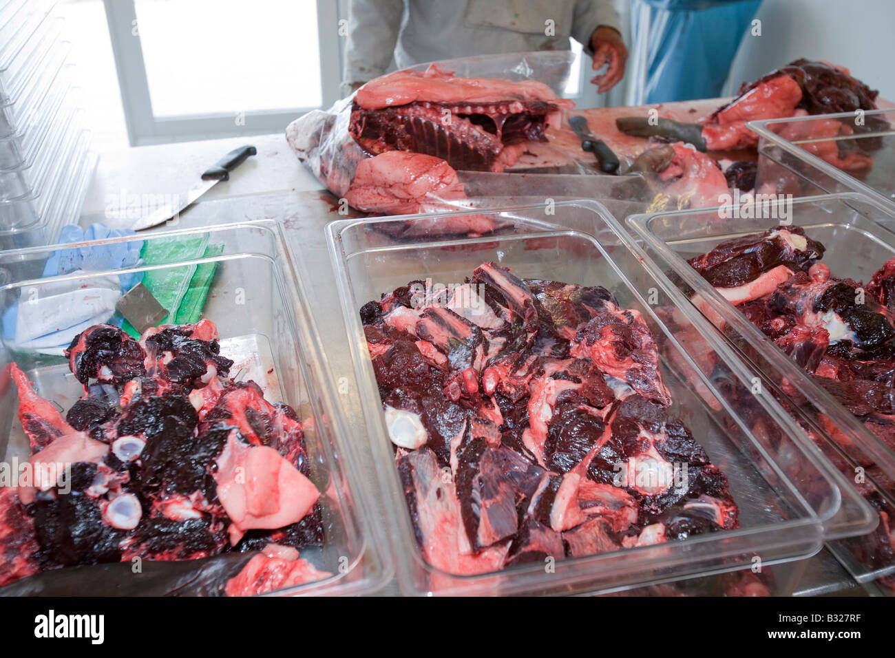 Robbenfleisch wird von einem Inuit-Mann in Ilulissat in Grönland das Siegel ein Inuit-Jäger erschossen wurde geschlachtet Stockfoto