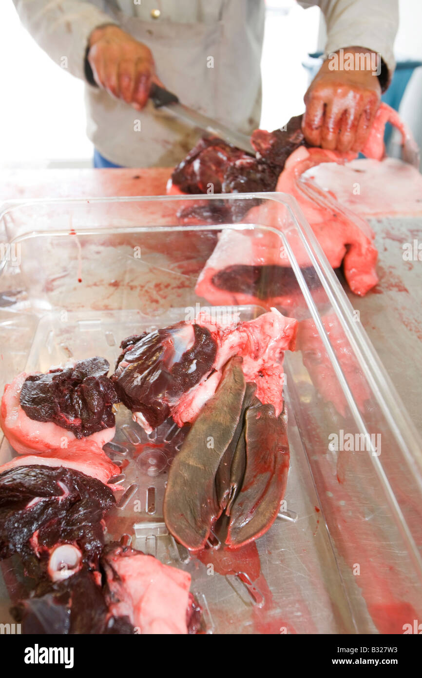 Robbenfleisch wird von einem Inuit-Mann in Ilulissat in Grönland das Siegel ein Inuit-Jäger erschossen wurde geschlachtet Stockfoto