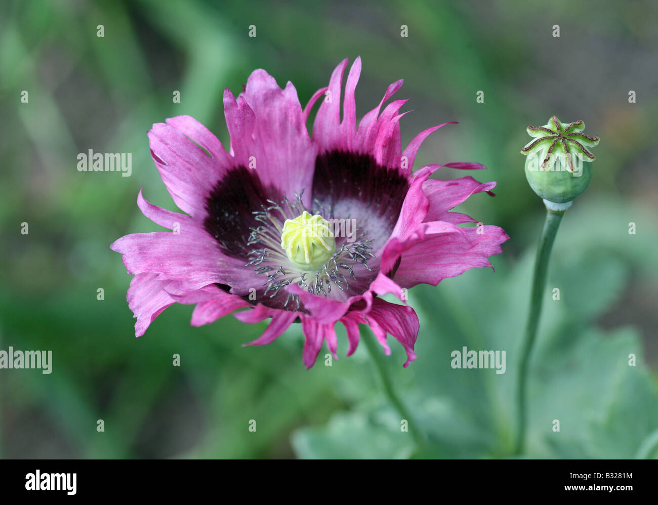 Nahaufnahme von Papaver Mohn Blume und Knospe, Familie (Papaveraceae). Stockfoto