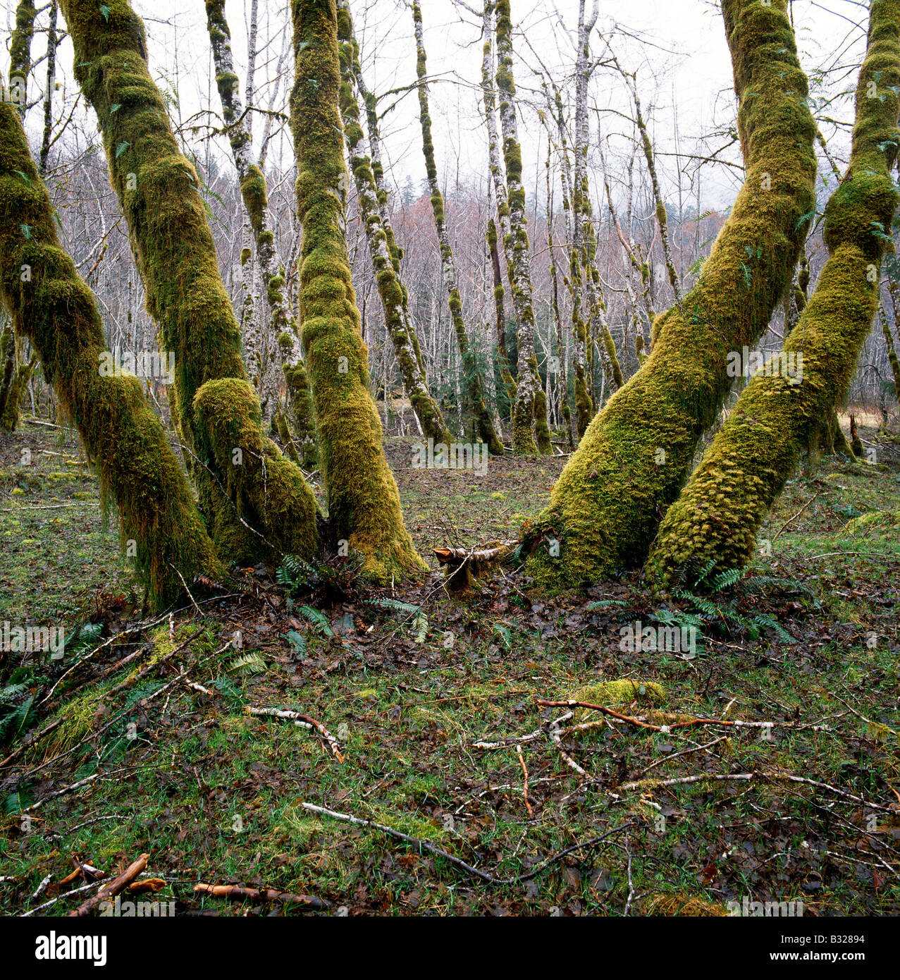 Moos bedeckt Bäume, Olympic National Park; Washington, USA Stockfoto