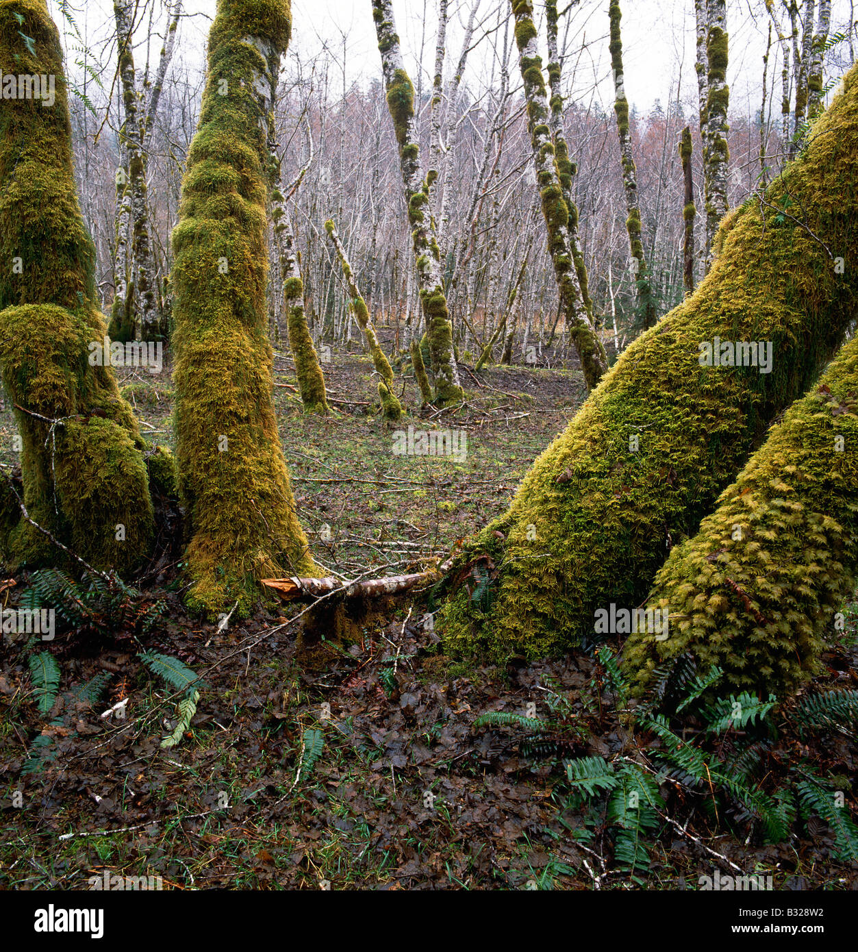 Moos bedeckt Bäume, Olympic National Park; Washington, USA Stockfoto