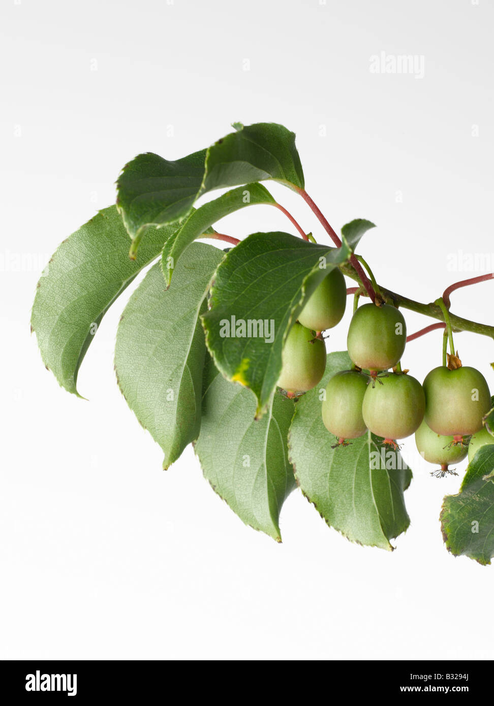 Hardy Kiwi Reben Schnitt Mischpflanzungen Actinidiaceae Stockfoto