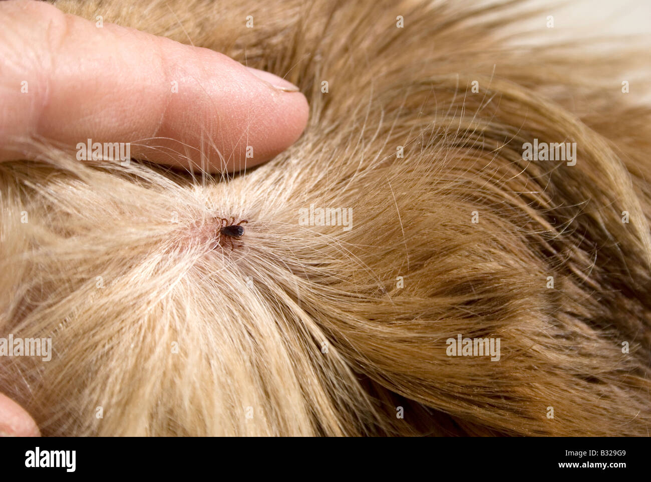 Zecke im Hund s Pelz hautnah Stockfoto