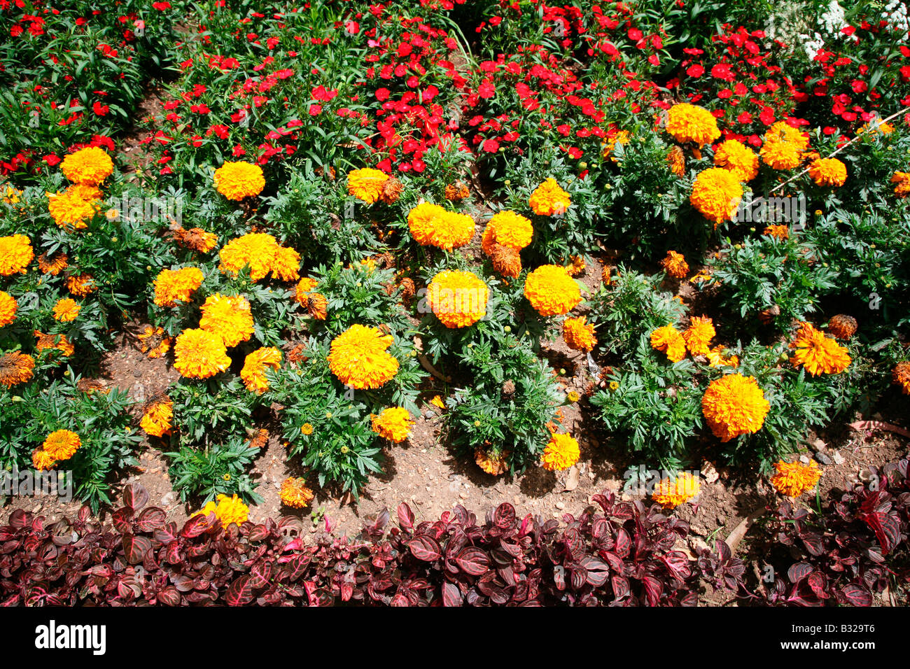 Tagetes-Ringelblumen Stockfoto