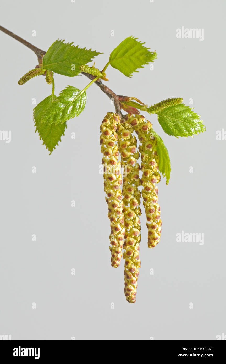 Birke, Europäische Birke (Betula Pendel), Zweig mit Blättern und männliche Blüten Stockfoto