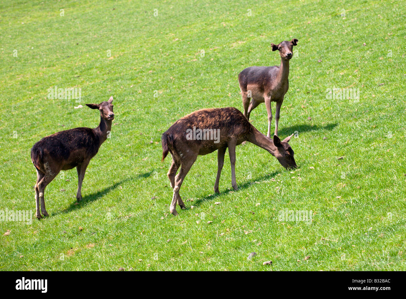 Wildpark Aurach Stockfoto