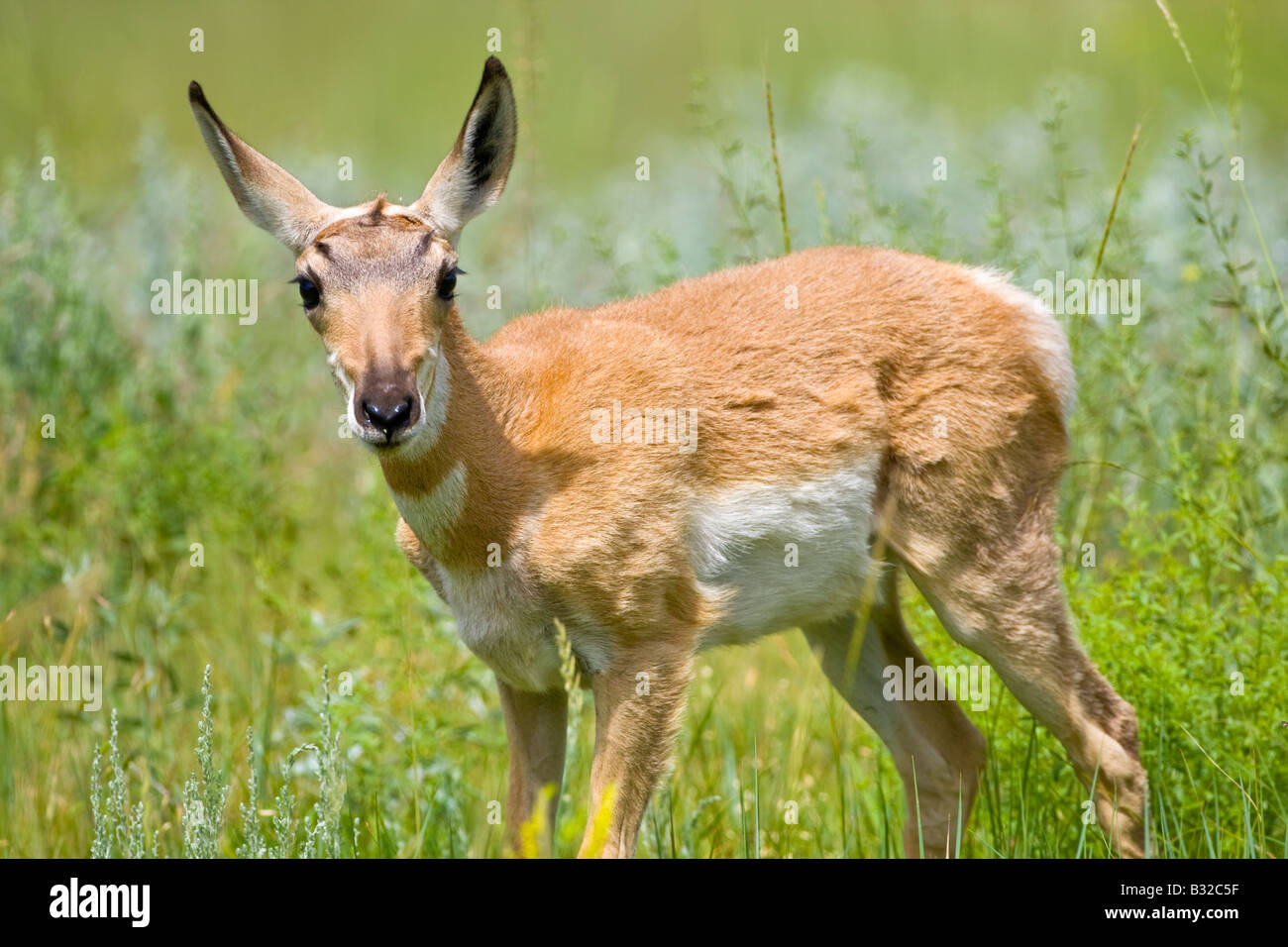 USA South Dakota Custer State Park Wildlife Loop Road Kredit als Fred J Herrn Fotogalerie Jaynes DanitaDelimont com Stockfoto