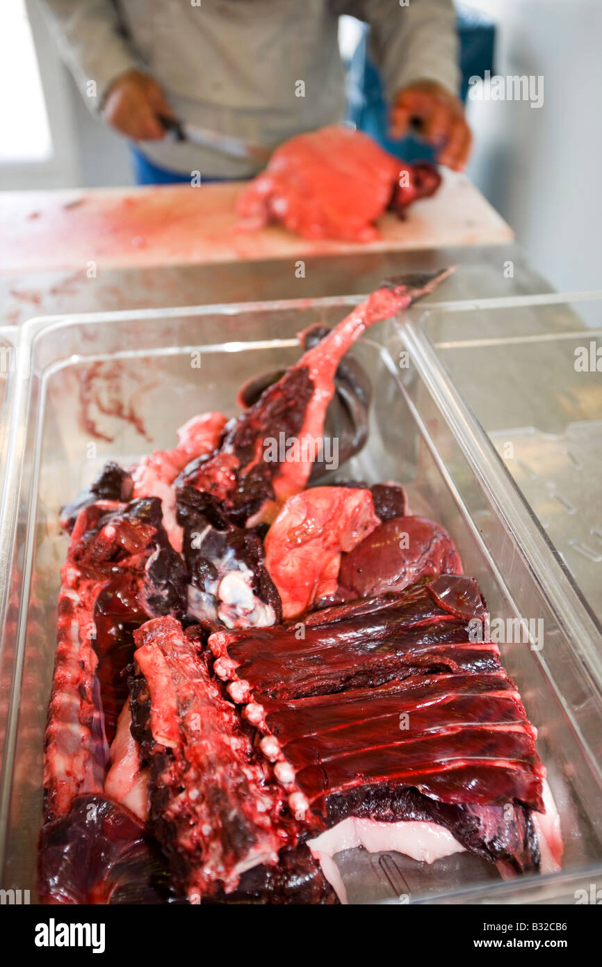 Robbenfleisch wird von einem Inuit-Mann in Ilulissat in Grönland das Siegel ein Inuit-Jäger erschossen wurde geschlachtet Stockfoto