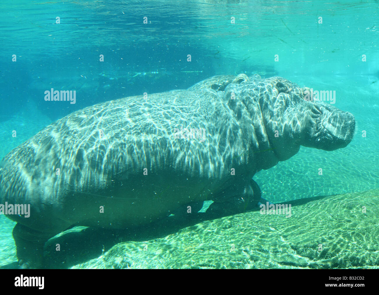 Hippo Nilpferd unter Wasser Stockfoto