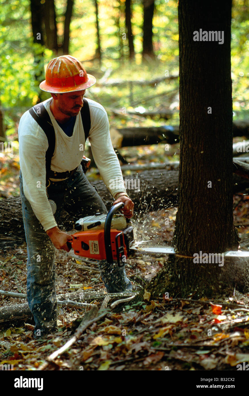 Holzfäller selektiv schneiden Prime Laubbäumen mit einer Kettensäge im US-Bundesstaat Pennsylvania Wald, USA Stockfoto
