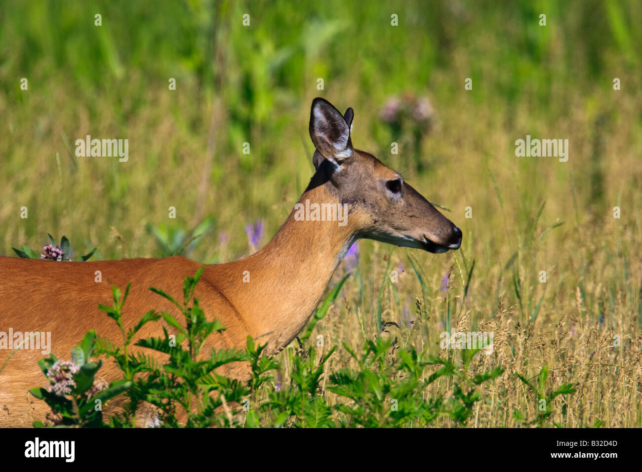 Weiß - angebundene Rotwild Stockfoto