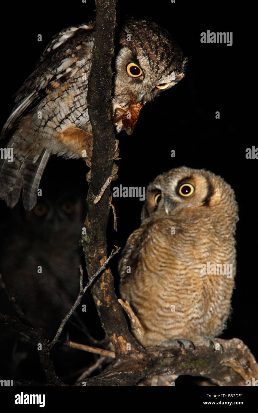 Tropical-Kreischeule Jungen füttert Stockfoto