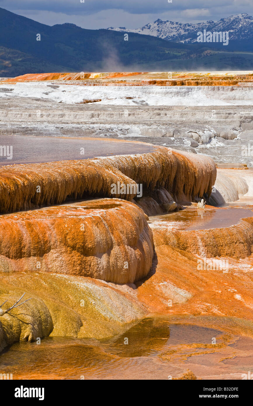 MAMMOTH HOT SPRING Terrassen sind ein wunderbares Beispiel für VOLCANIC thermische Eigenschaften YELLOWSTONE-Nationalpark, WYOMING Stockfoto