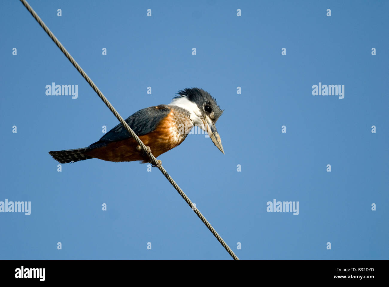 Männliche beringten Eisvogel auf Draht Stockfoto