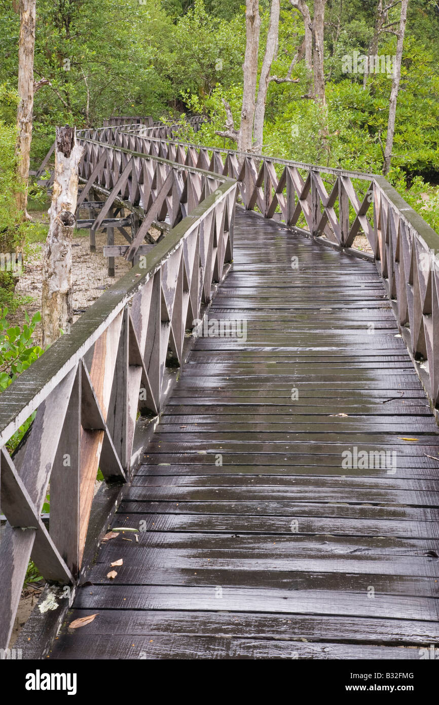 Boardwalk durch Küsten Mangrovenwald Bako Nationalpark Sarawak Borneo Malaysia Stockfoto