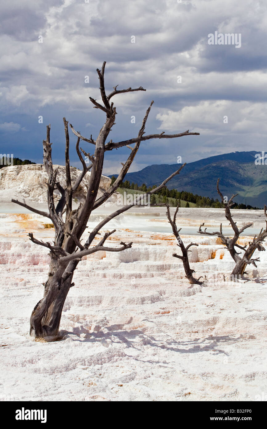 MAMMOTH HOT SPRING Terrassen sind ein wunderbares Beispiel für VOLCANIC thermische Eigenschaften YELLOWSTONE-Nationalpark, WYOMING Stockfoto
