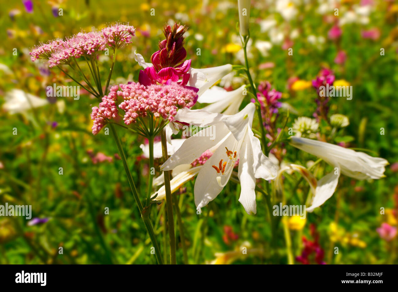 St-Bruno Lily (Paradisea Lilliastrm). Alpine Sommerwiese.  Berner Alpen der Schweiz. Stockfoto