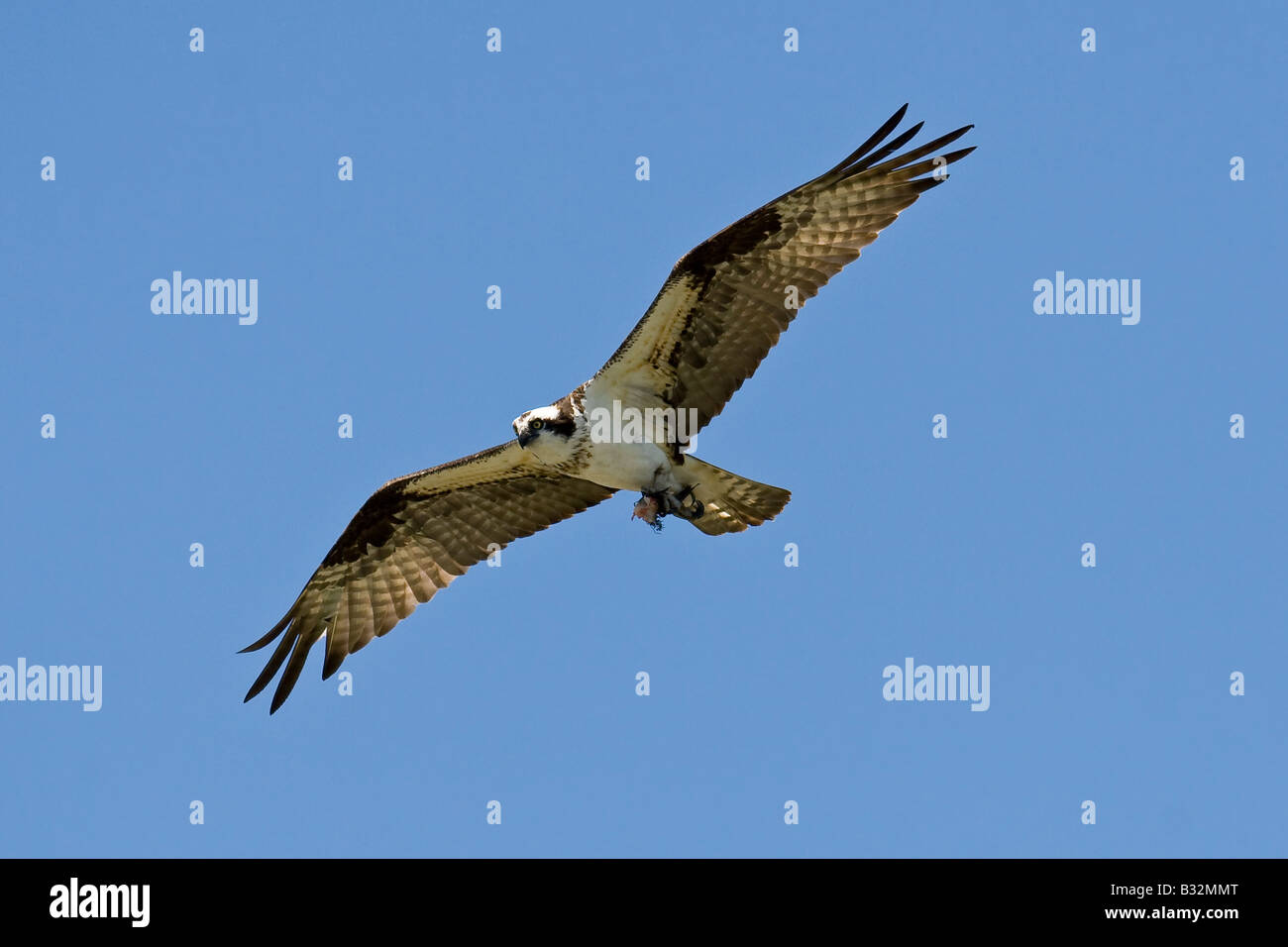 Osprey Stockfoto