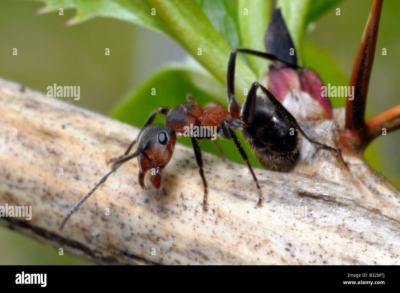 Rote Ameisen (Formica Rufa) in Abwehrhaltung Stockfoto
