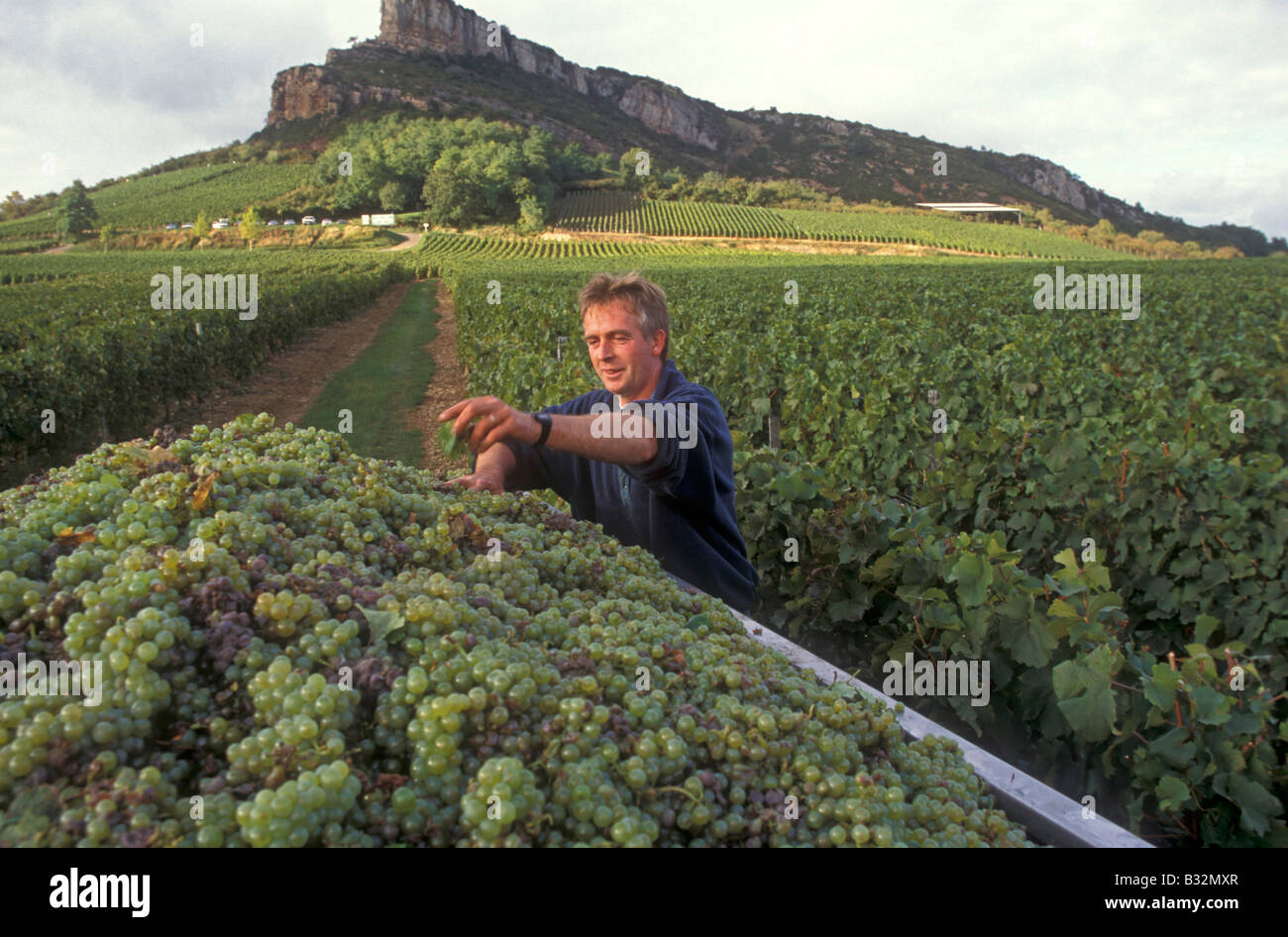 Frankreich-Burgund-Weinberg Stockfoto