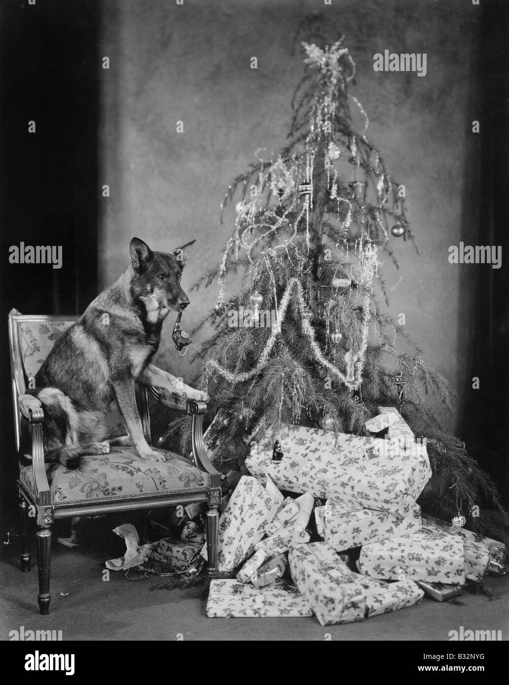 Hund mit Weihnachtsbaum und Geschenke Stockfoto