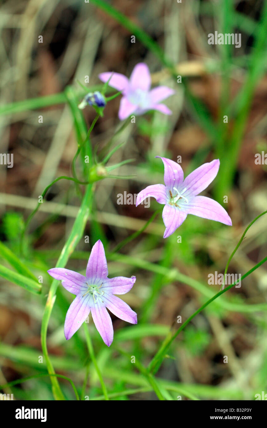 CAMPANULA PATULA CREEPING BELLFLOWER KANTABRIEN SPANIEN Stockfoto