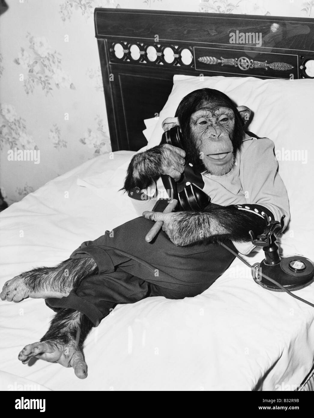 Schimpansen im Bett am Telefon sitzt und raucht eine Zigarre Stockfoto