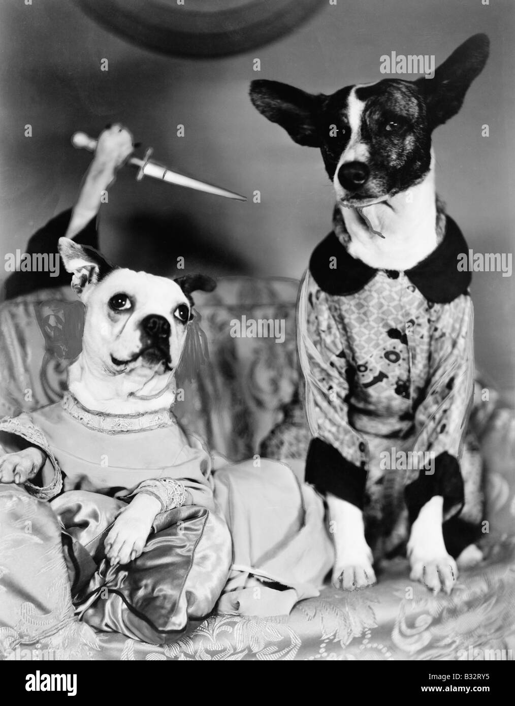 Zwei Hunde sitzen auf der Couch mit einem Hund Befestigung von hinten mit einem Messer Stockfoto