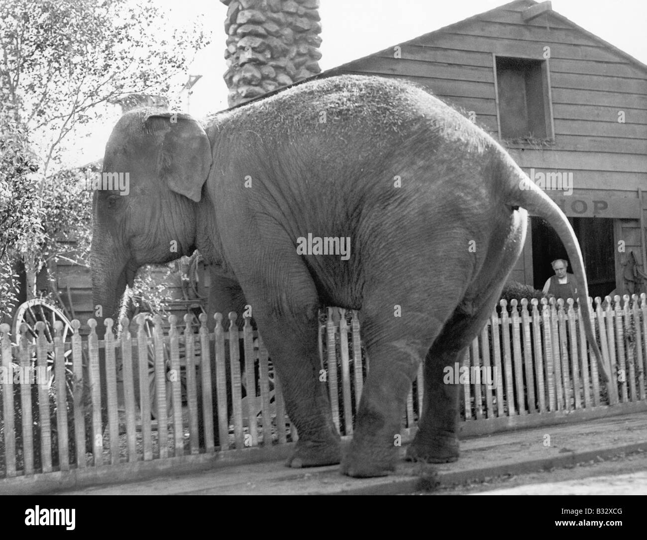 Elefanten, die versuchen, über einen Zaun zu überqueren Stockfoto