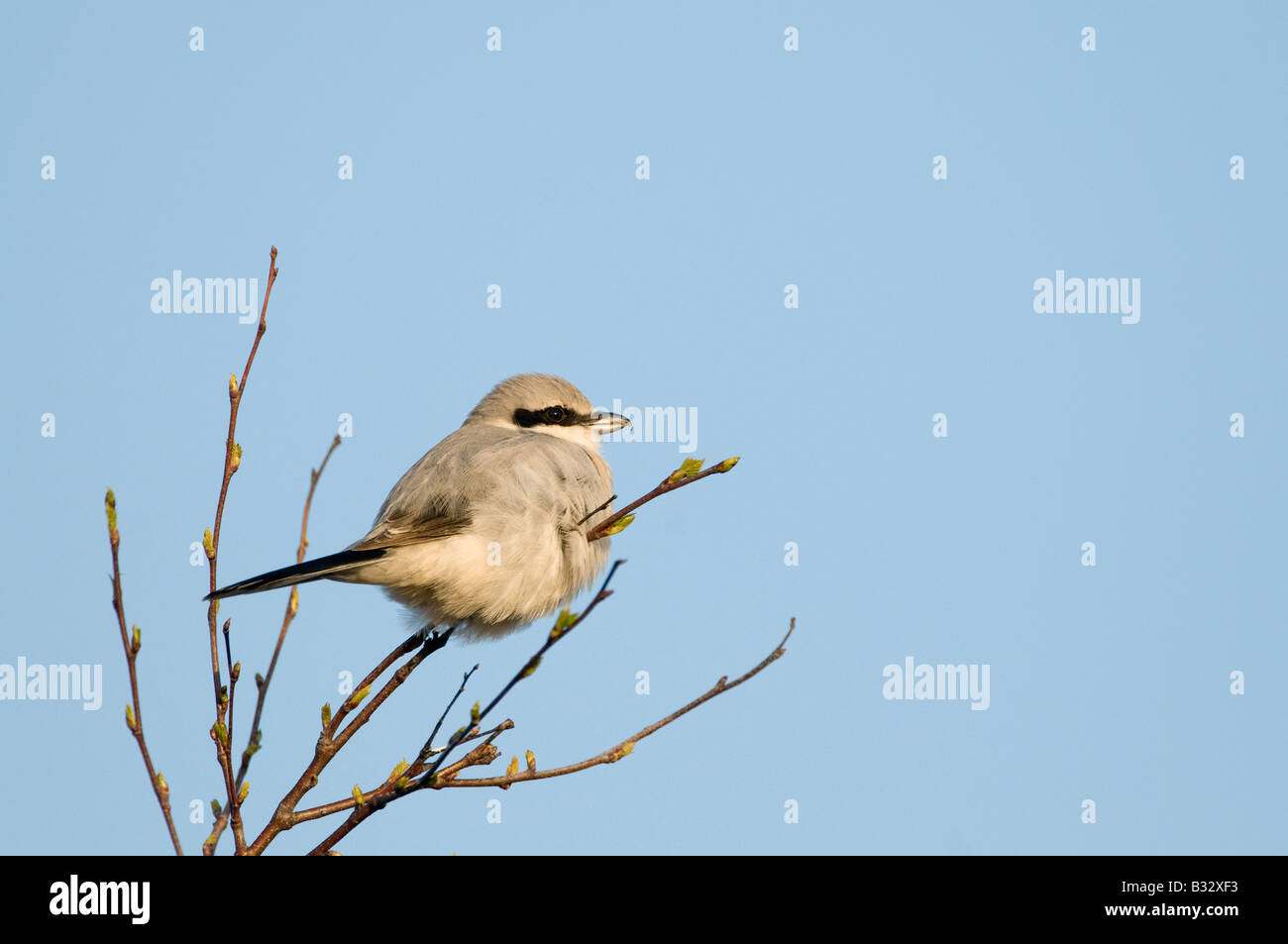 Große Grey Shrike Lanius Excubitor Kelling Heath Norfolk April 2008 Stockfoto