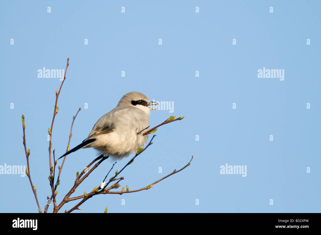 Große Grey Shrike Lanius Excubitor in Lied Kelling Heath Norfolk April 2008 Stockfoto