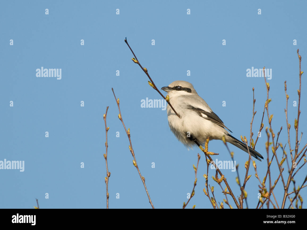 Große Grey Shrike Lanius Excubitor Kelling Heath Norfolk April 2008 Stockfoto