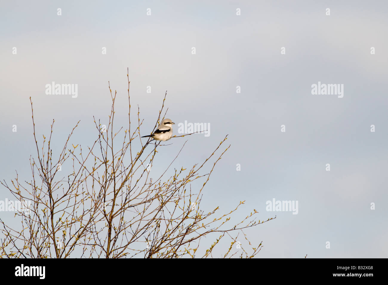 Große Grey Shrike Lanius Excubitor Kelling Heath Norfolk April 2008 Stockfoto