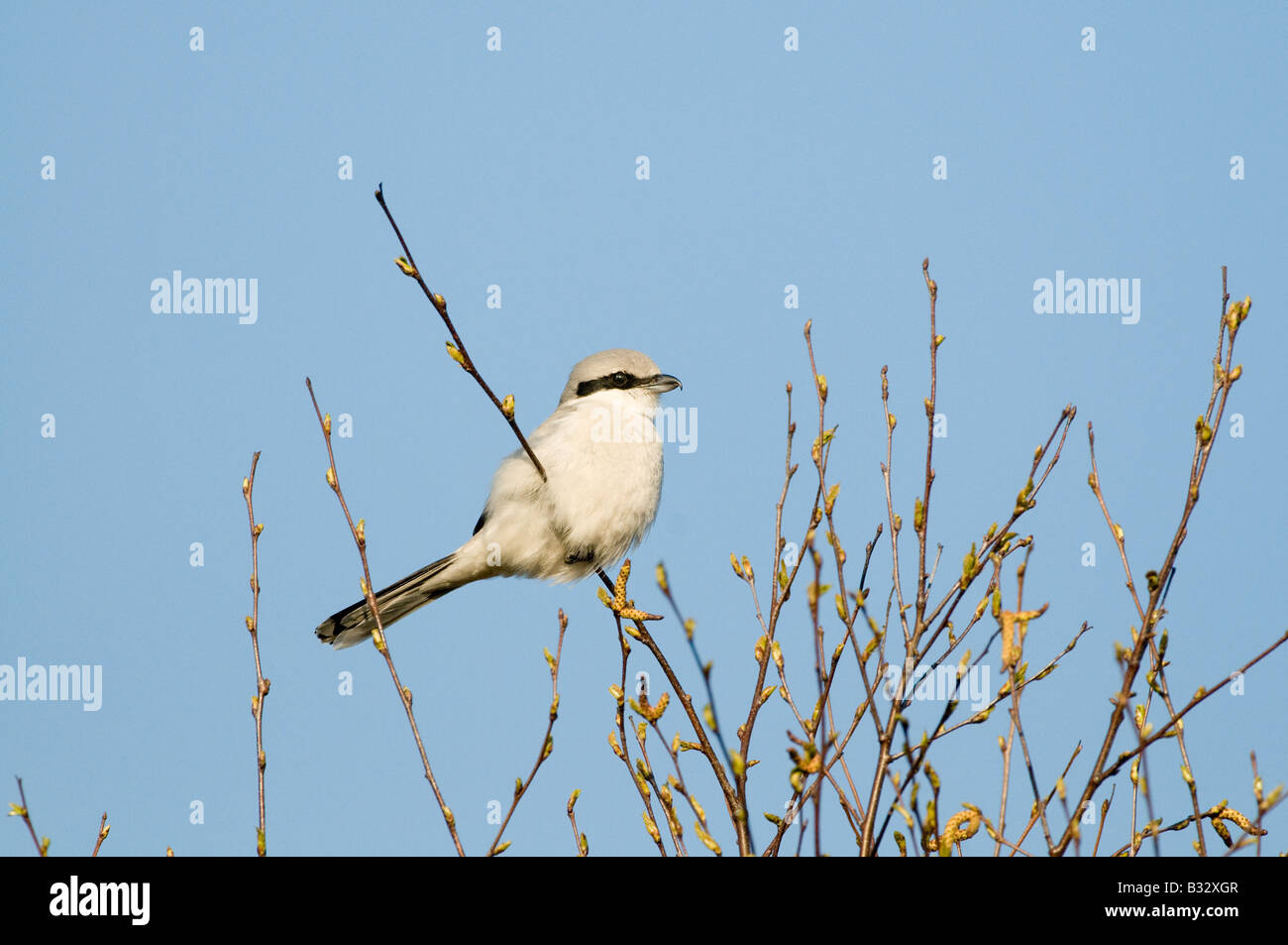 Große Grey Shrike Lanius Excubitor Kelling Heath Norfolk April 2008 Stockfoto