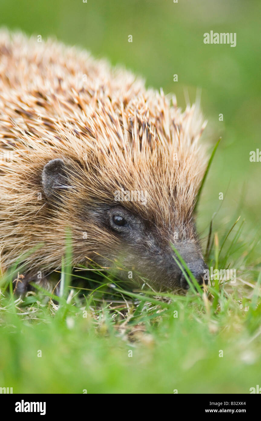 Garten igel Fotos und Bildmaterial in hoher Auflösung Alamy
