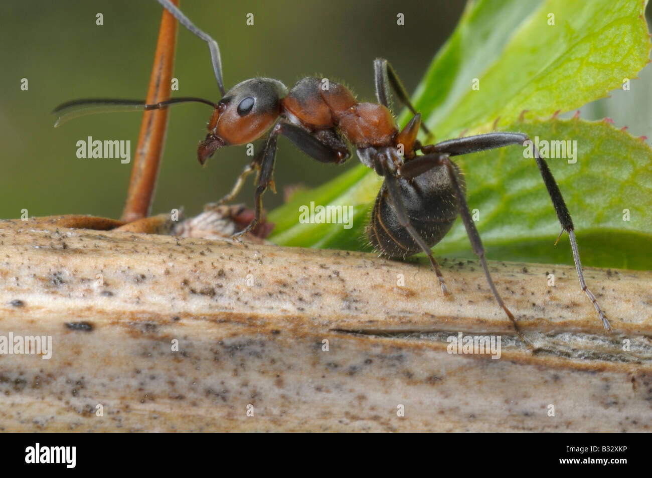 Rote Ameisen (Formica Rufa) festhalten an einem Stiel Stockfoto