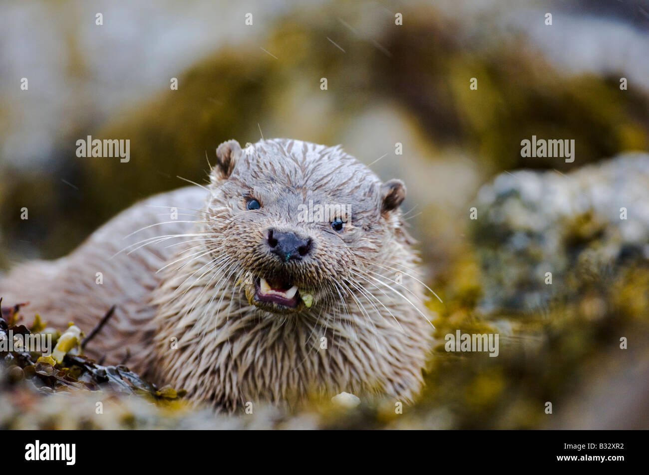 Fischotter Lutra Lutra Essen eine Krabbe am Strand Shetland Juni Stockfoto