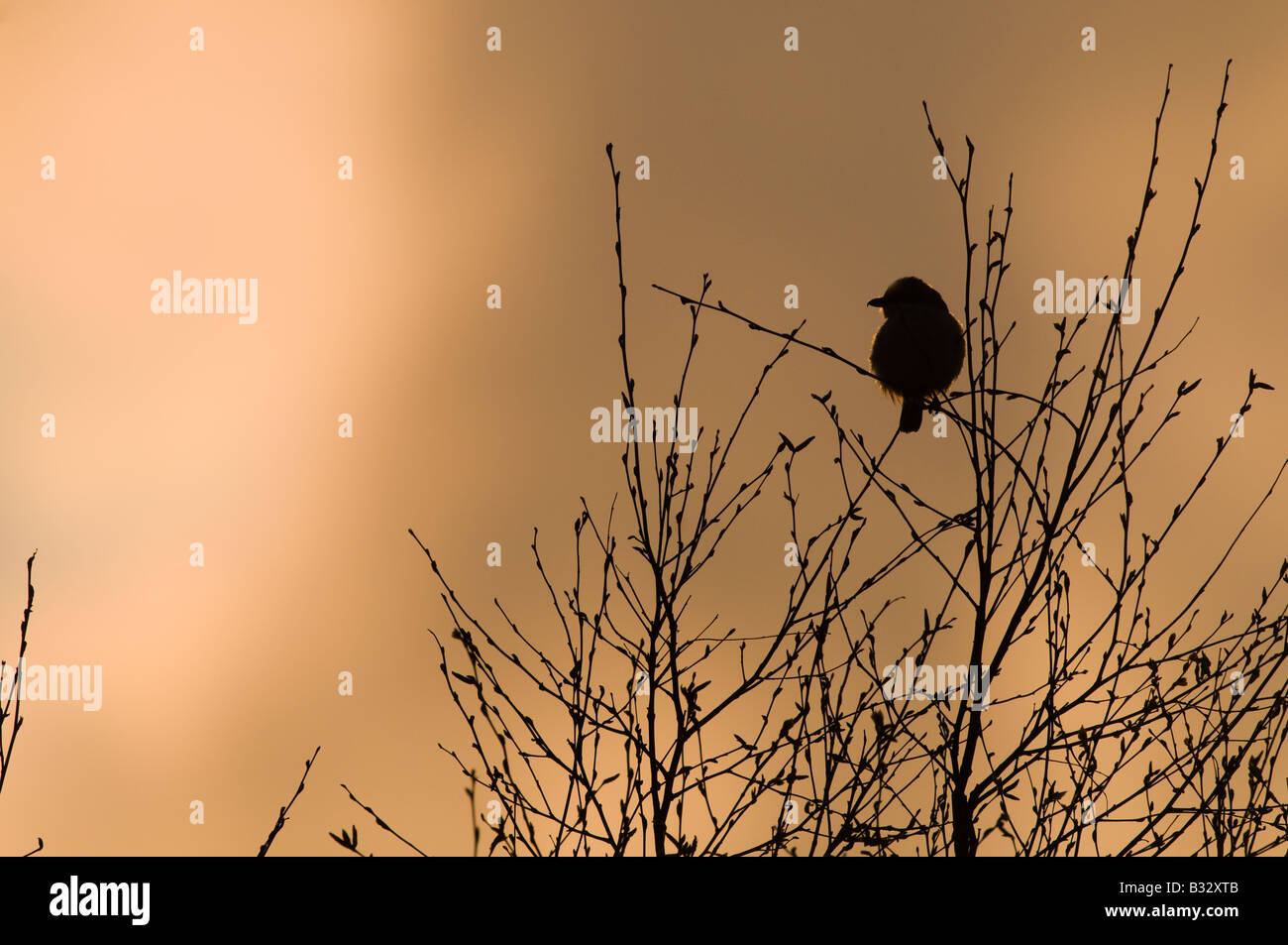 Große Grey Shrike Lanius Excubitor Silhouette in der Abenddämmerung Kelling Heath Norfolk April 2008 Stockfoto