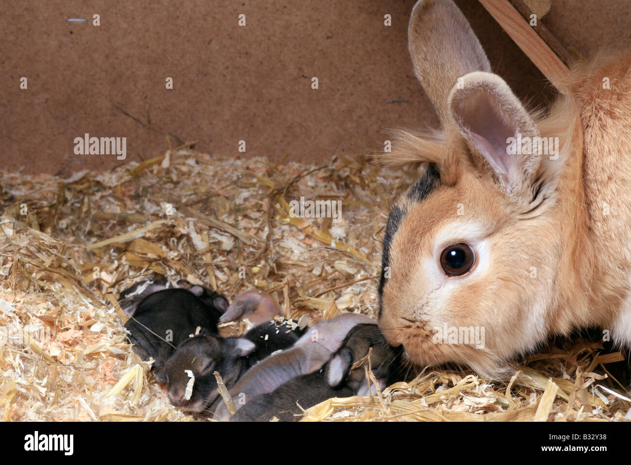 Oryctolagus Cuniculus F. Domestica, Hauskaninchen Stockfoto