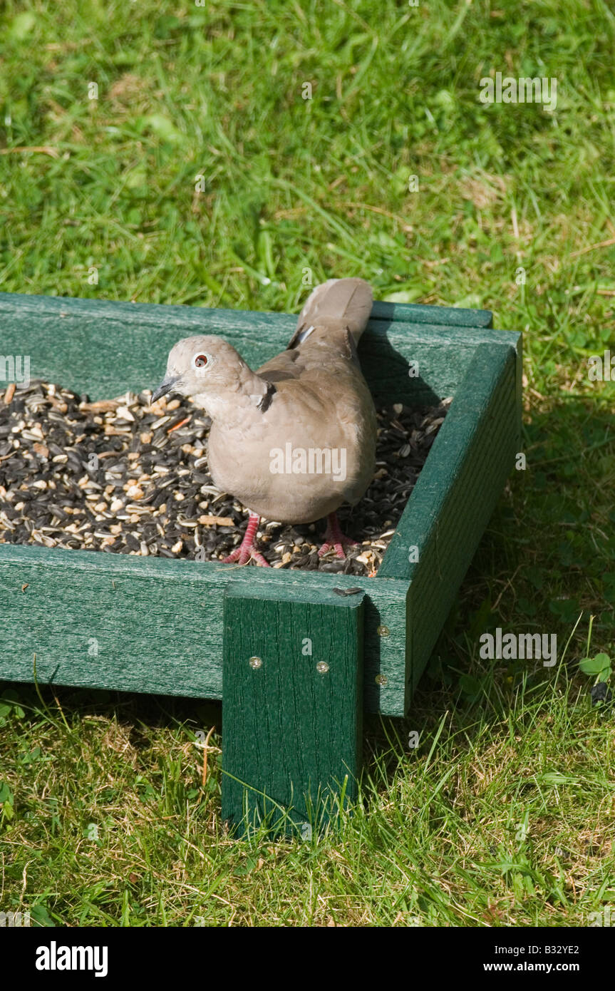 Collared Dove an Gartenvogel Tisch UK Stockfoto