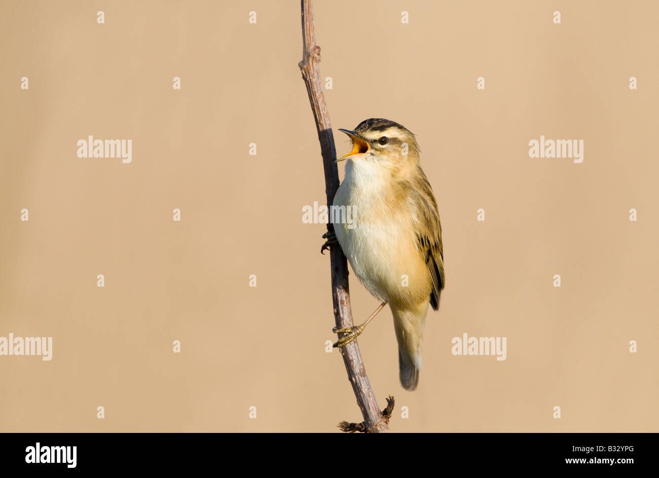 Sedge Warbler Acrocephalus Schoenobaenus im Lied Cley Norfolk April Stockfoto