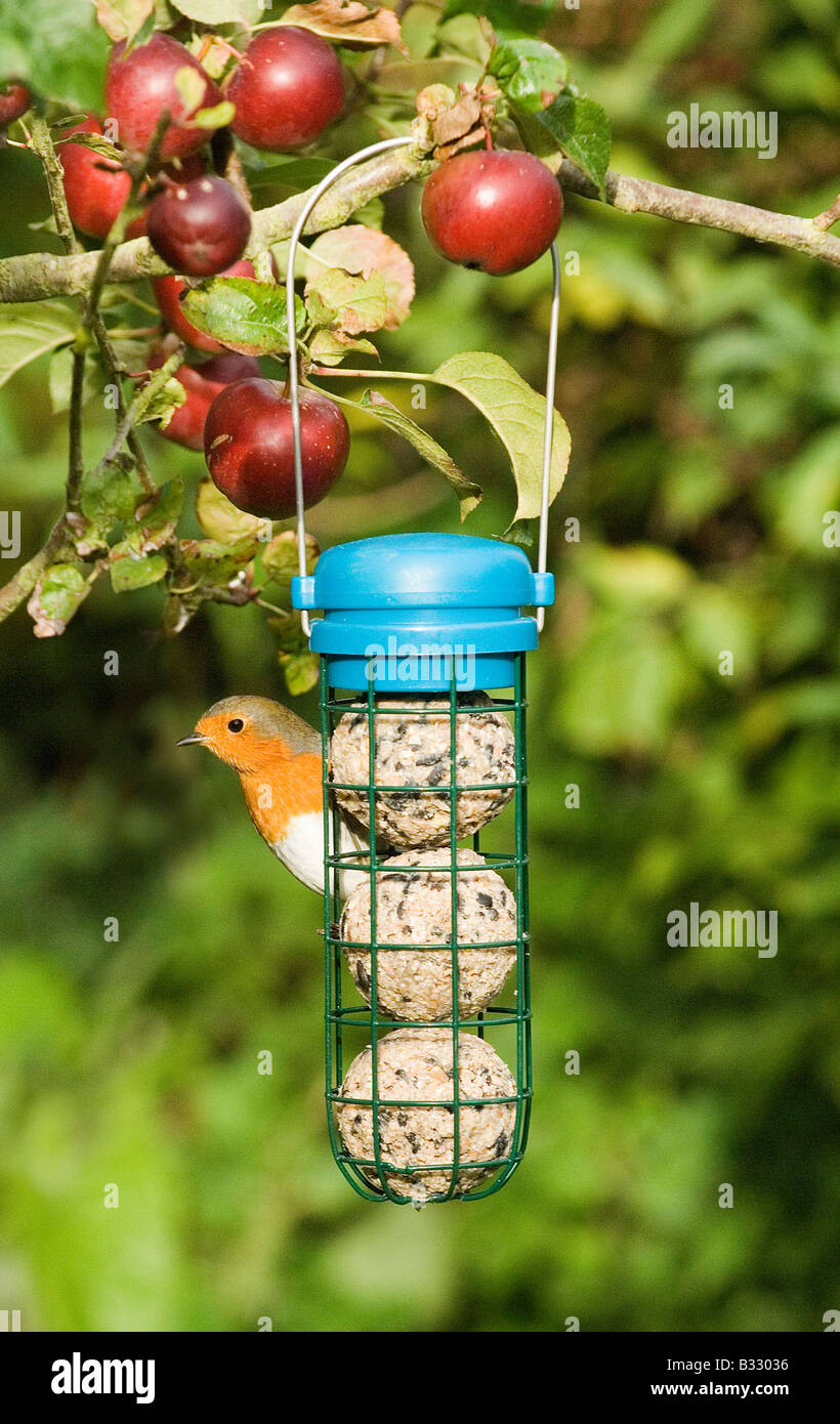 Robin Erithacus Rubecula Fütterung auf Fett Futterhäuschen im Garten im Herbst Stockfoto