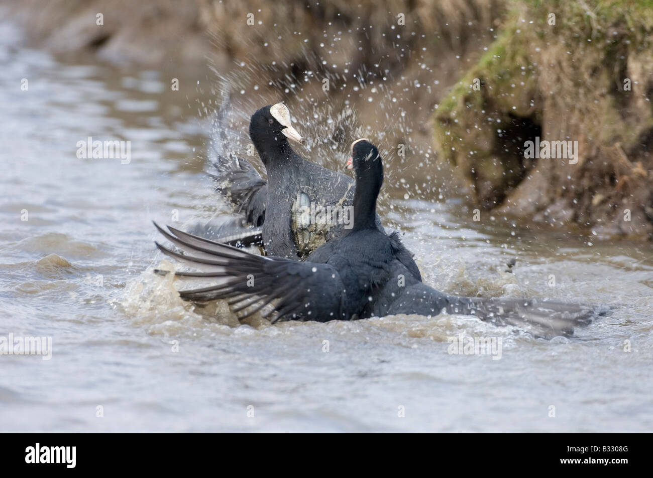 Blässhuhn Fulica Atra Kämpfe in Grenzstreitigkeiten Norfolk Frühling Stockfoto