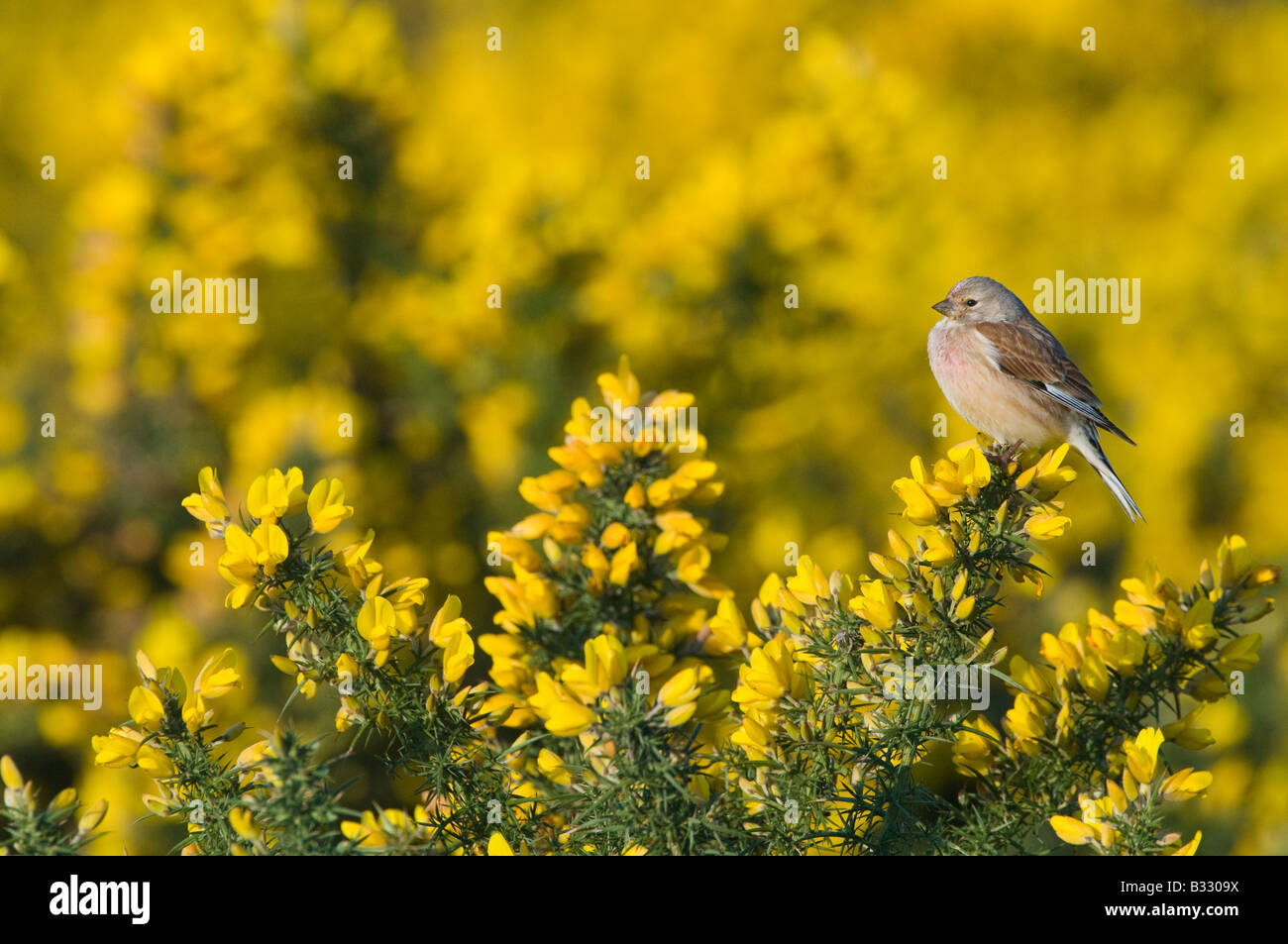 Hänfling Zuchtjahr Cannabina männlichen Norfolk April Stockfoto