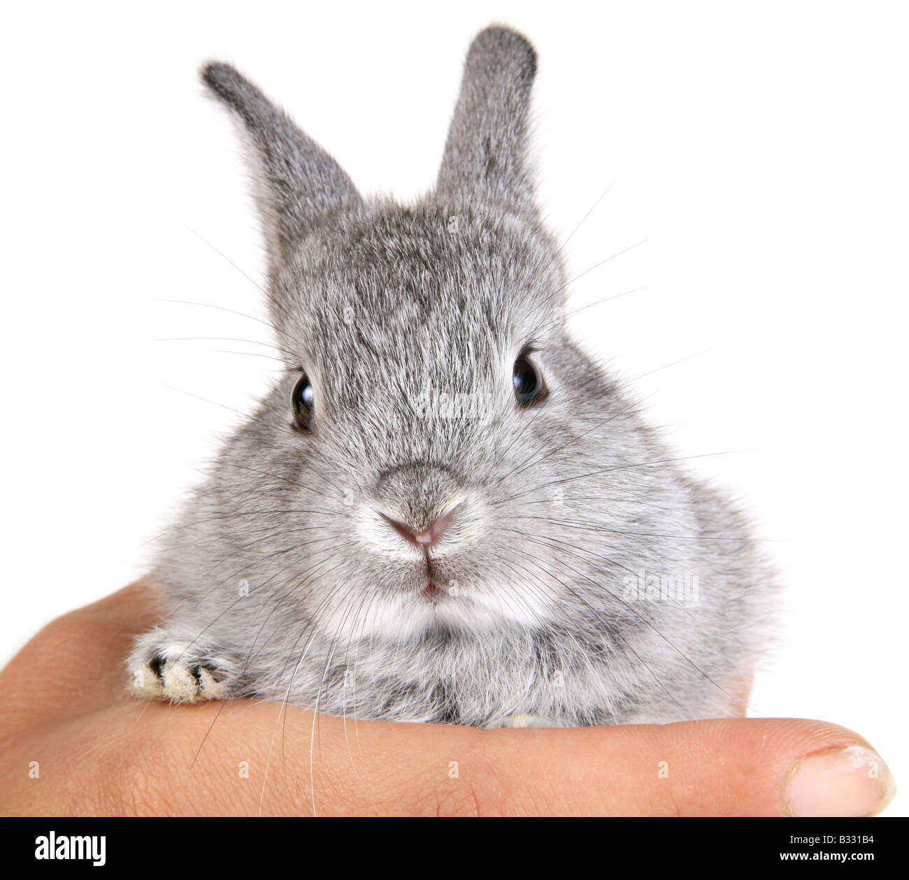 Oryctolagus Cuniculus F. Domestica, Hauskaninchen Stockfoto