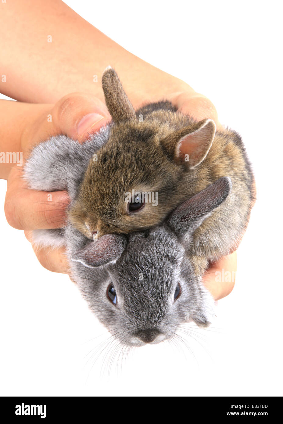 Oryctolagus Cuniculus F. Domestica, Hauskaninchen Stockfoto