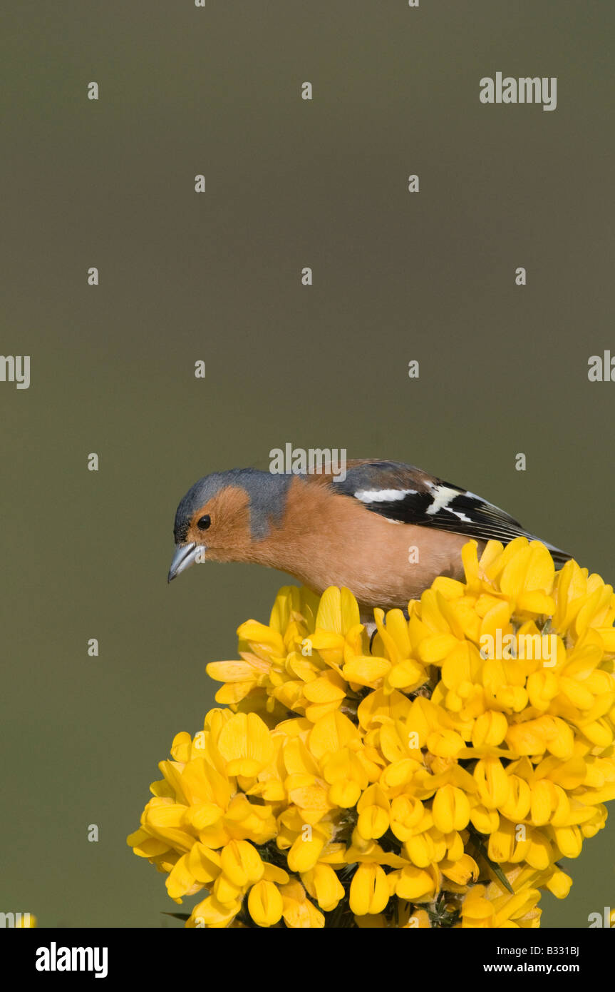 Buchfink Fringilla Coelebs männlichen Norfolk April Stockfoto