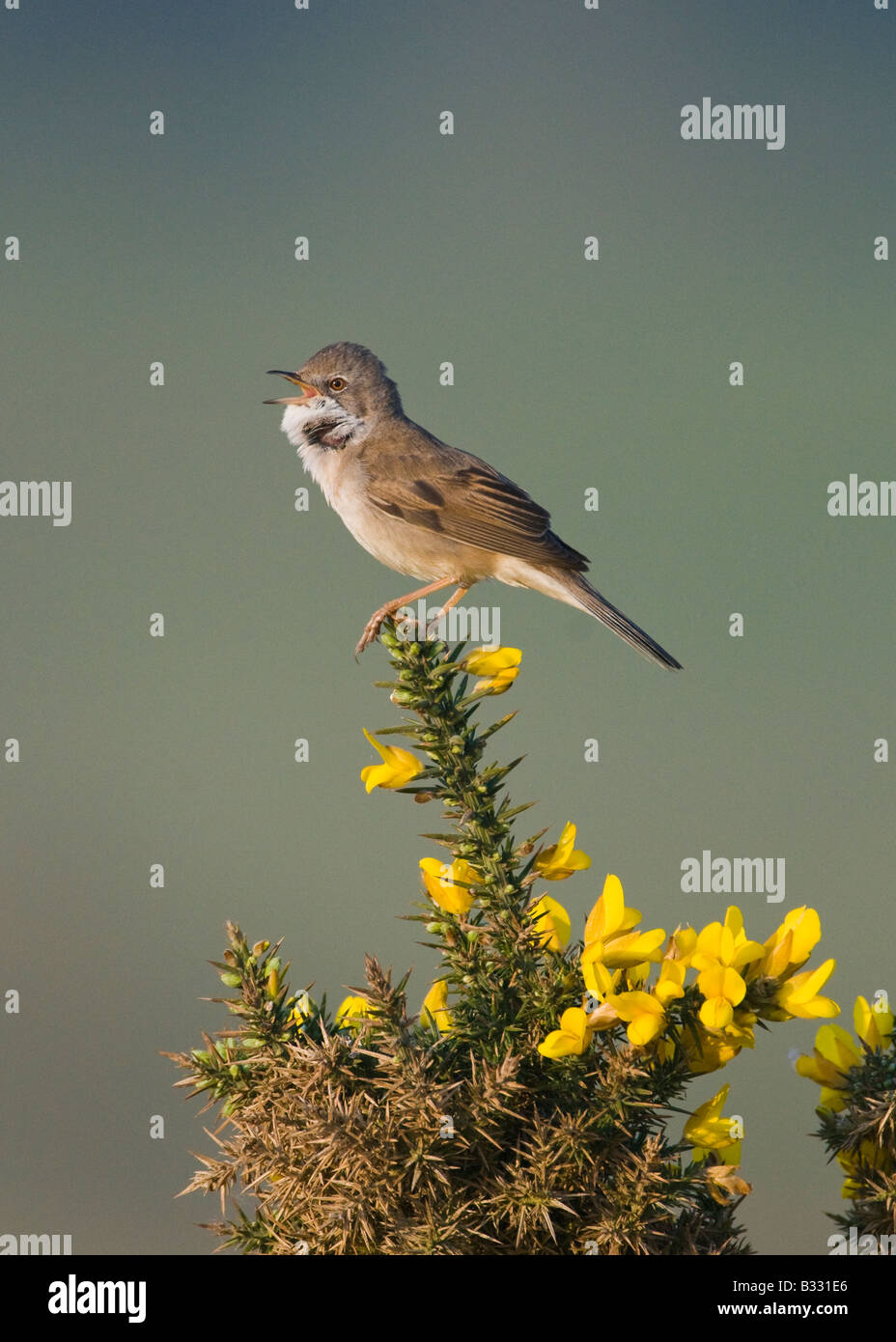 Whitethroat Sylvia Communis in Lied kann Minsmere RSPB Reserve Stockfoto