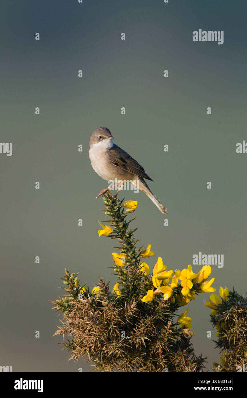 Whitethroat Sylvia Communis Minsmere RSPB Reserve Mai Stockfoto